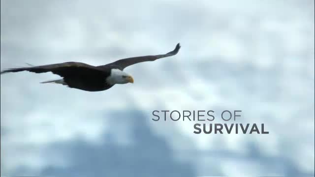 North America First Look